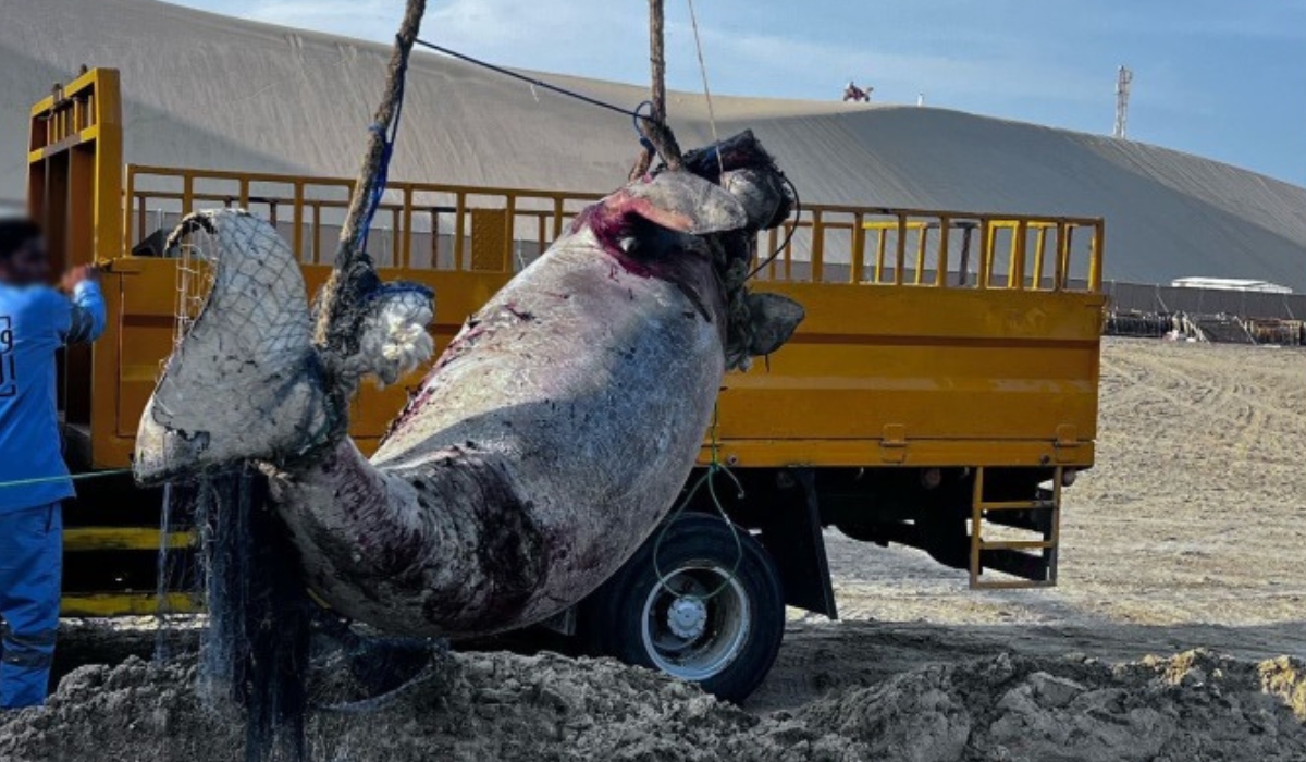 A dugong was found lifeless, entangled in a fishing net off Al Wakra Coast